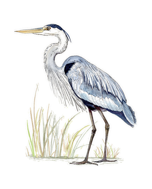 Blue Heron watercolor art print, unframed