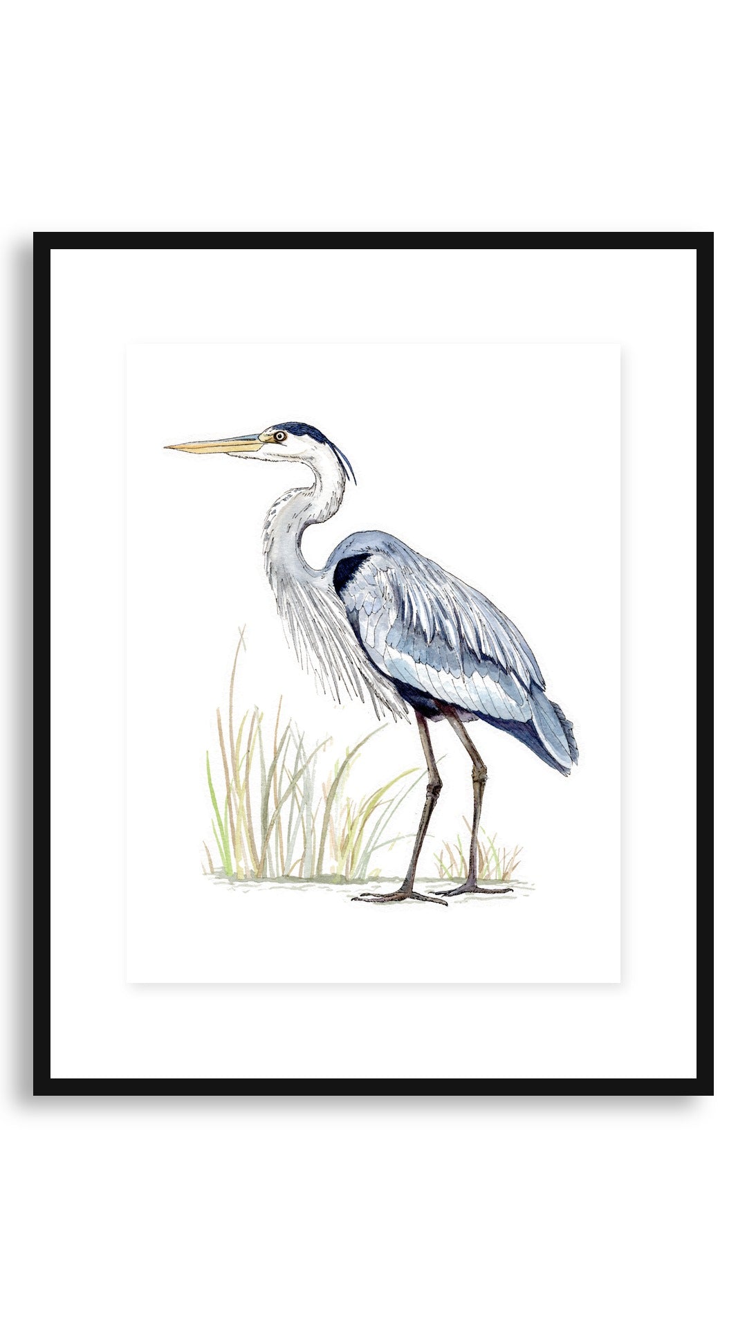 Blue Heron art print in an 11x14 floating black frame