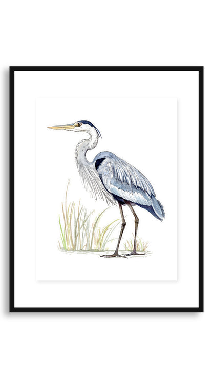 Blue Heron art print in an 11x14 floating black frame