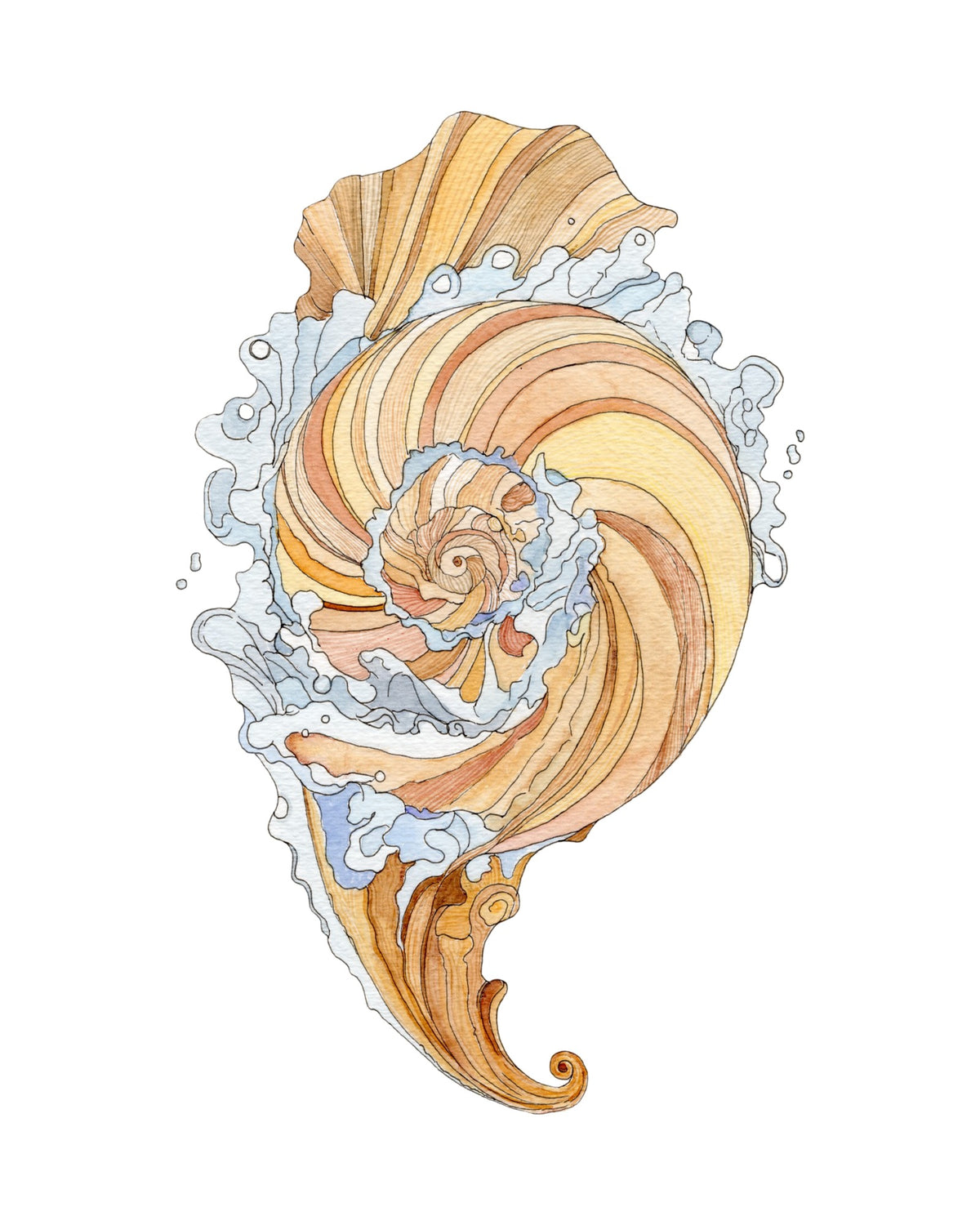 Kona Shell Study watercolor art print, unframed