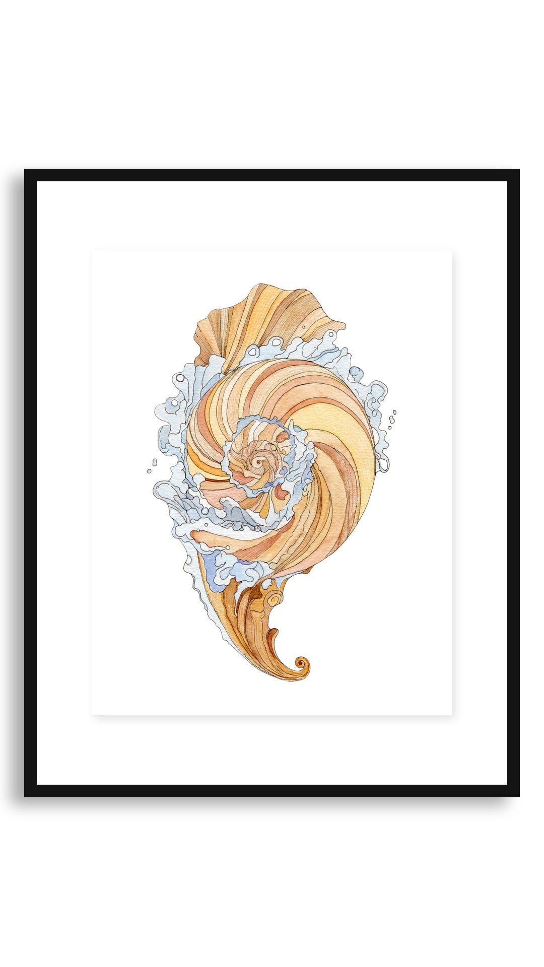 Kona Shell Study framed print