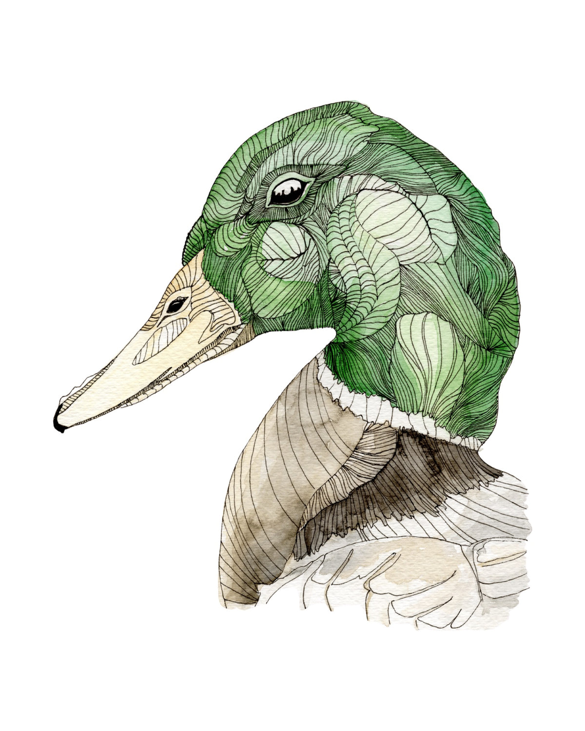 Mallard watercolor art print, unframed