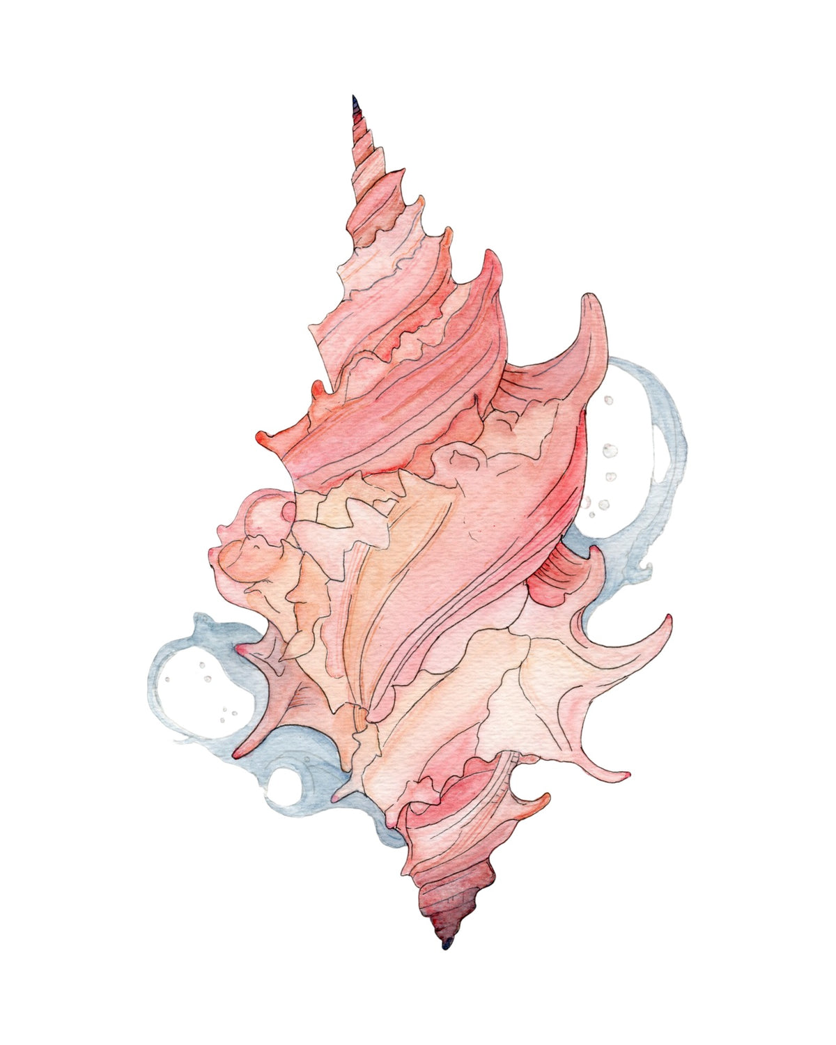 Maui Shell Study watercolor art print, unframed