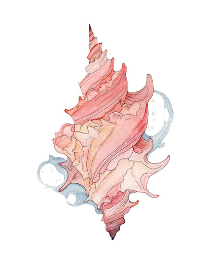 Maui Shell Study watercolor art print, unframed