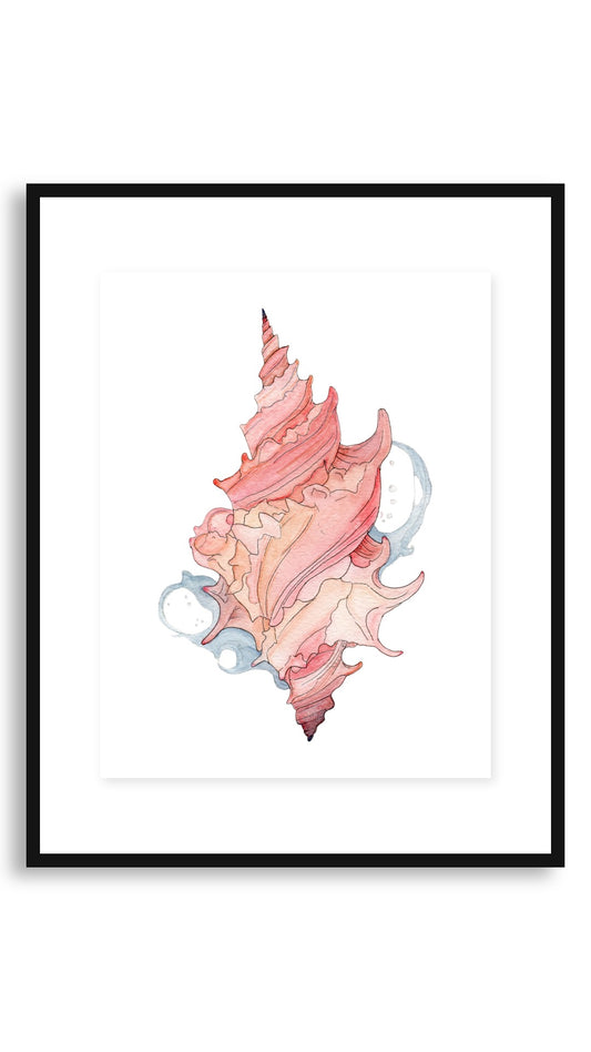 Maui Shell Study framed print