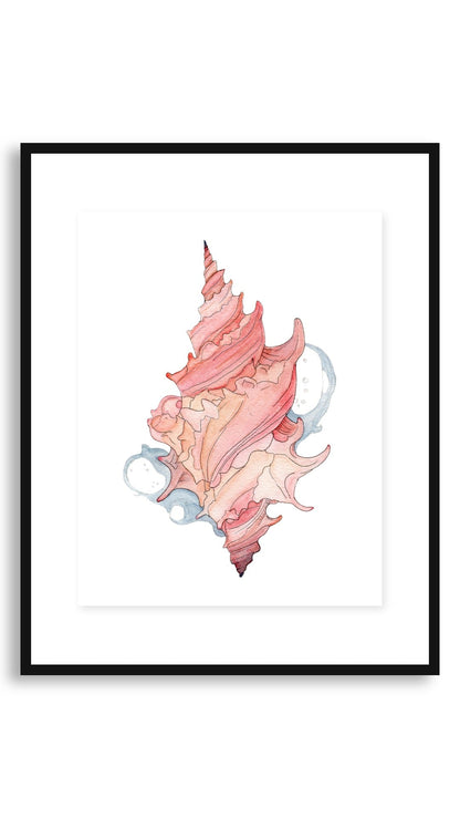 Maui Shell Study art print, 11x14 floating black frame