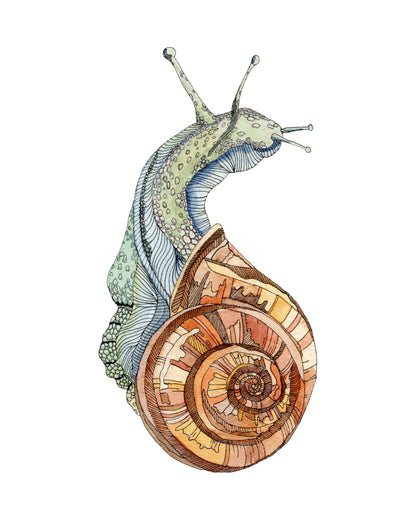 Snail watercolor art print, unframed