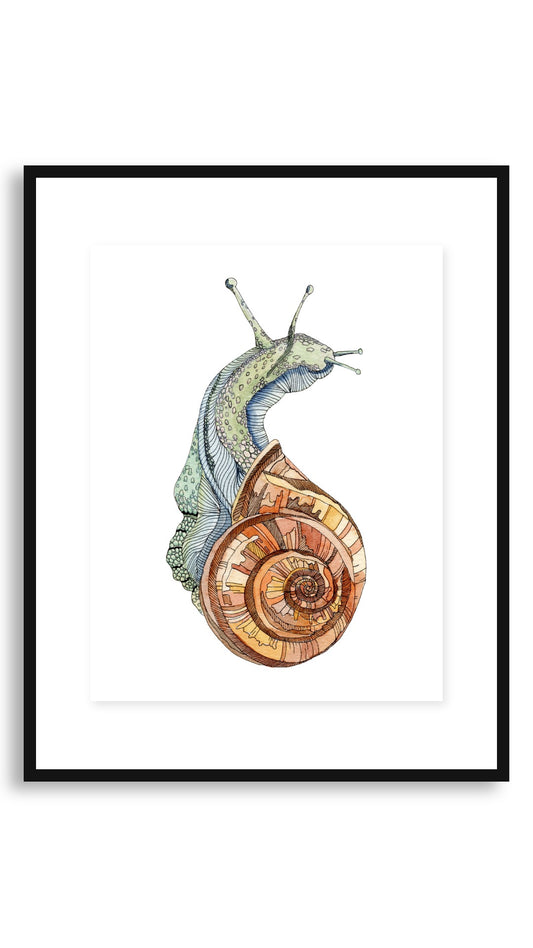 Snail framed print