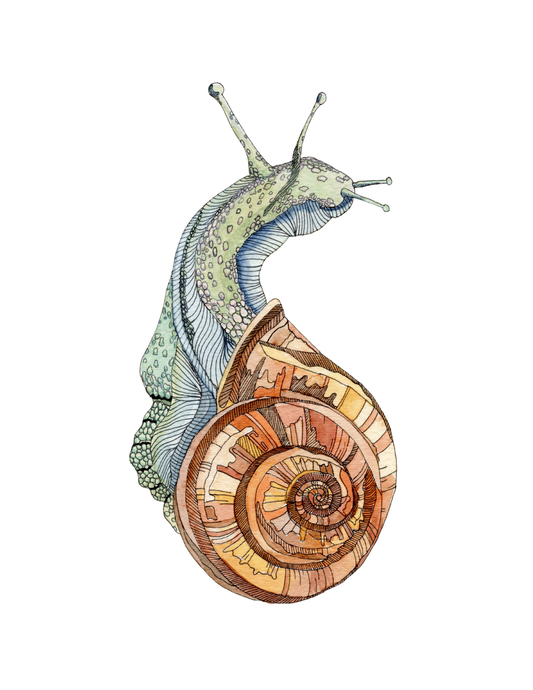 Fine Art Prints