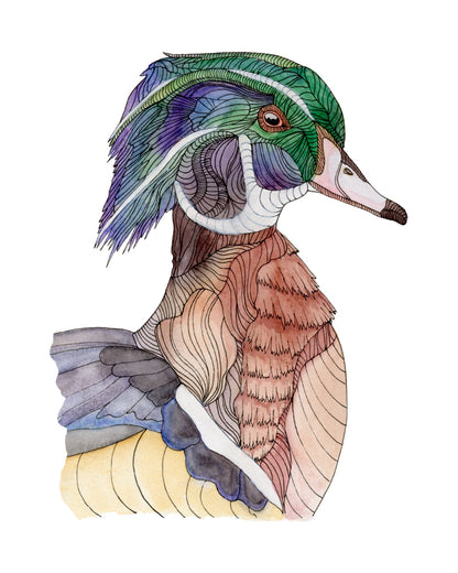 Wood Duck watercolor art print, unframed