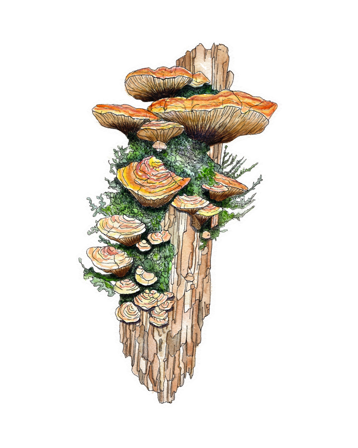 Woodland Bracket Fungi watercolor art print, unframed