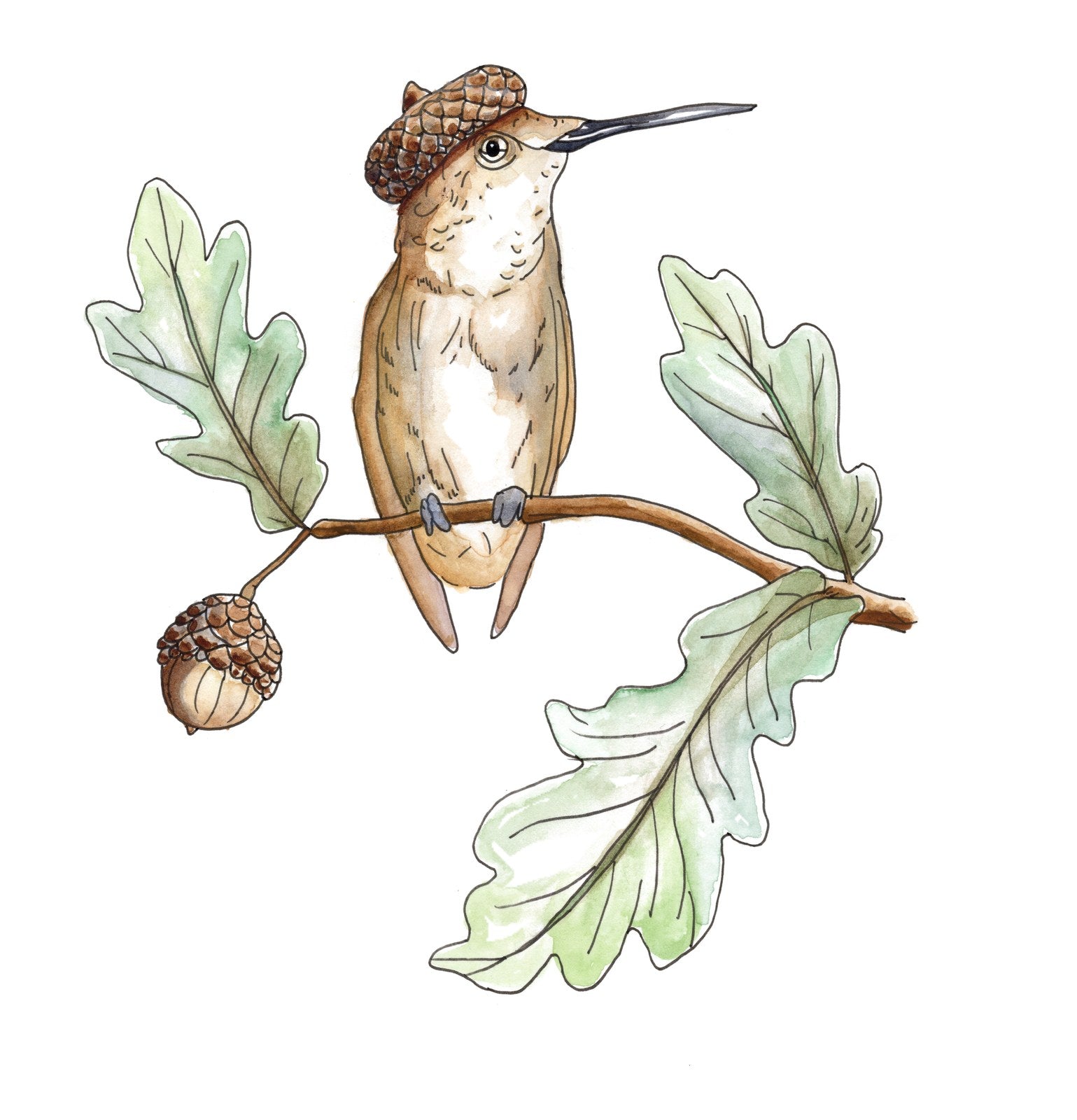 Acorn Cap, original hand-drawn artwork by Kelsey Lopin