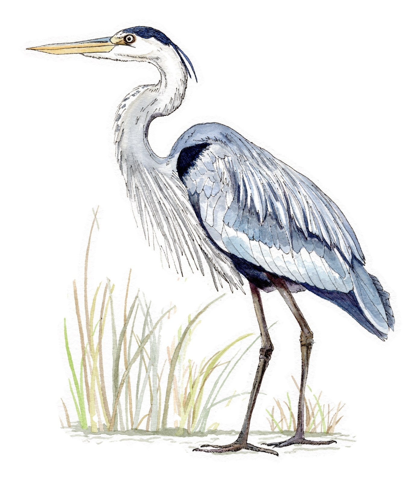 Blue Heron, original hand-drawn artwork by Kelsey Lopin