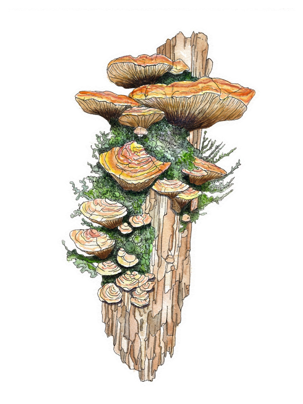 Woodland Bracket Fungi, original hand-drawn artwork by Kelsey Lopin